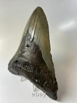 Megalodon Shark Tooth 6.24 Massive Natural Fossil Authentic 9436