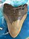 Megalodon Shark Tooth 6.257 Inch Serrated Monster! No Restorations! See Video