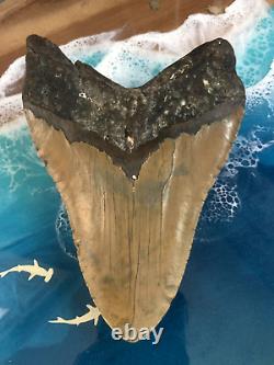 Megalodon Shark Tooth 6.257 inch serrated monster! NO RESTORATIONS! SEE VIDEO