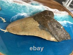Megalodon Shark Tooth 6.257 inch serrated monster! NO RESTORATIONS! SEE VIDEO
