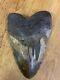 Megalodon Shark Tooth 6.25 In. Fossil Most Massive Tooth Ever Seen By Me