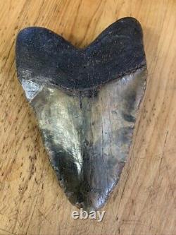 Megalodon Shark Tooth 6.25 in. Fossil most massive tooth ever seen by me