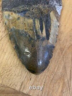 Megalodon Shark Tooth 6.25 in. Fossil most massive tooth ever seen by me