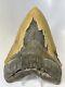 Megalodon Shark Tooth 6.26 Massive Serrated Fossil Authentic 11934