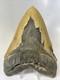 Megalodon Shark Tooth 6.26 Inch Massive Serrated Fossil Authentic 11934