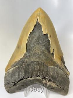 Megalodon Shark Tooth 6.26 inch Massive Serrated Fossil Authentic 11934