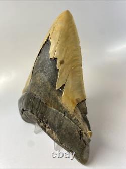 Megalodon Shark Tooth 6.26 inch Massive Serrated Fossil Authentic 11934