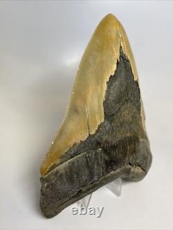 Megalodon Shark Tooth 6.26 inch Massive Serrated Fossil Authentic 11934
