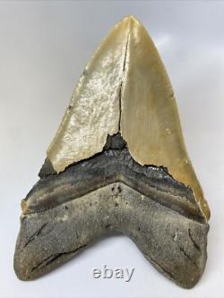 Megalodon Shark Tooth 6.26 inch Massive Serrated Fossil Authentic 11934
