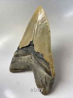 Megalodon Shark Tooth 6.26 inch Massive Serrated Fossil Authentic 11934