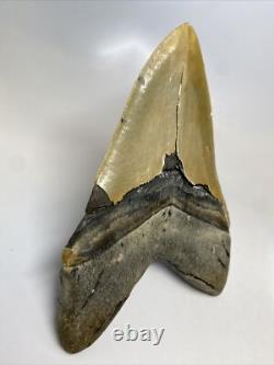 Megalodon Shark Tooth 6.26 inch Massive Serrated Fossil Authentic 11934