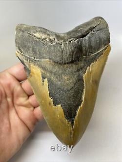Megalodon Shark Tooth 6.26 inch Massive Serrated Fossil Authentic 11934