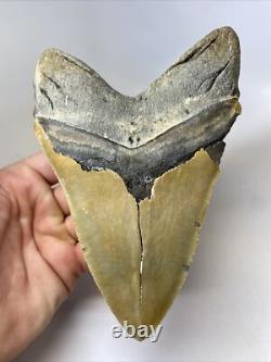 Megalodon Shark Tooth 6.26 inch Massive Serrated Fossil Authentic 11934