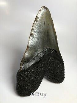 Megalodon Shark Tooth 6.27 Giant Natural Fossil Huge 4695