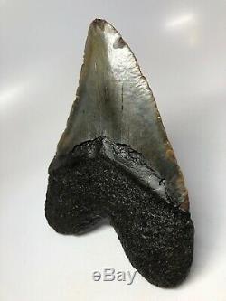 Megalodon Shark Tooth 6.27 Giant Natural Fossil Huge 4695