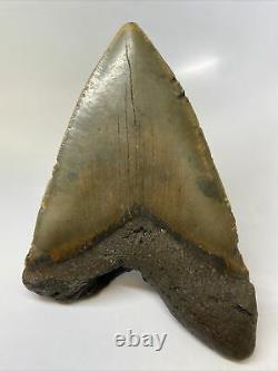 Megalodon Shark Tooth 6.27 Huge Natural Fossil Authentic 10559