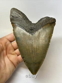 Megalodon Shark Tooth 6.27 Huge Natural Fossil Authentic 10559
