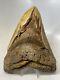 Megalodon Shark Tooth 6.27 Monster Natural Fossil Authentic 15468