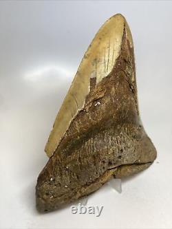 Megalodon Shark Tooth 6.27 Monster Natural Fossil Authentic 15468