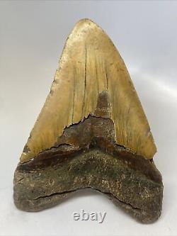 Megalodon Shark Tooth 6.27 Monster Natural Fossil Authentic 15468