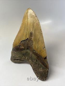 Megalodon Shark Tooth 6.27 Monster Natural Fossil Authentic 15468