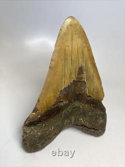 Megalodon Shark Tooth 6.27 Monster Natural Fossil Authentic 15468