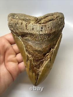 Megalodon Shark Tooth 6.27 Monster Natural Fossil Authentic 15468