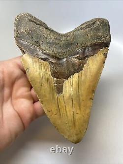 Megalodon Shark Tooth 6.27 Monster Natural Fossil Authentic 15468