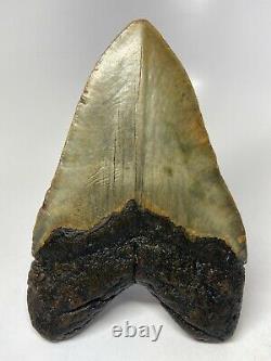 Megalodon Shark Tooth 6.28 Giant Real Fossil No Restoration 5701