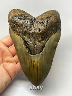 Megalodon Shark Tooth 6.28 Giant Real Fossil No Restoration 5701