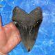 Megalodon Shark Tooth 6.28 Huge Teeth Meg Scuba Diver Direct Fossil Nc 8971