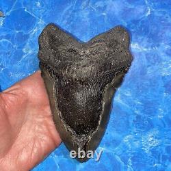 Megalodon Shark Tooth 6.28 Huge Teeth Meg Scuba Diver Direct Fossil Nc 8971