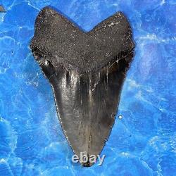 Megalodon Shark Tooth 6.28 Huge Teeth Meg Scuba Diver Direct Fossil Nc 8971