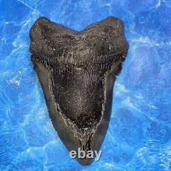 Megalodon Shark Tooth 6.28 Huge Teeth Meg Scuba Diver Direct Fossil Nc 8971