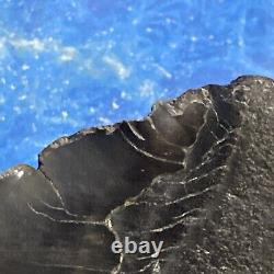Megalodon Shark Tooth 6.28 Huge Teeth Meg Scuba Diver Direct Fossil Nc 8971