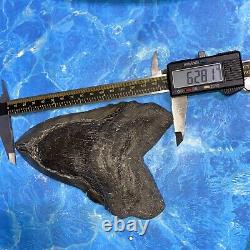 Megalodon Shark Tooth 6.28 Huge Teeth Meg Scuba Diver Direct Fossil Nc 8971