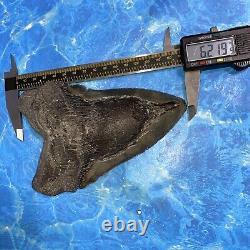Megalodon Shark Tooth 6.28 Huge Teeth Meg Scuba Diver Direct Fossil Nc 8971
