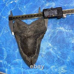 Megalodon Shark Tooth 6.28 Huge Teeth Meg Scuba Diver Direct Fossil Nc 8971