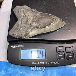 Megalodon Shark Tooth 6.28 Huge Teeth Meg Scuba Diver Direct Fossil Nc 8971