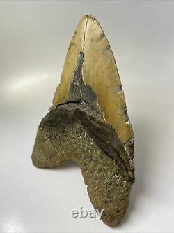 Megalodon Shark Tooth 6.29 Beautiful Natural Fossil Authentic 11330