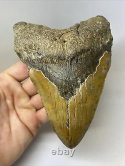 Megalodon Shark Tooth 6.29 Beautiful Natural Fossil Authentic 11330