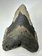 Megalodon Shark Tooth 6.29 Monster Authentic Fossil Natural 19000