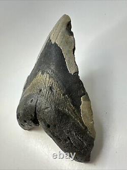 Megalodon Shark Tooth 6.29 Monster Authentic Fossil Natural 19000