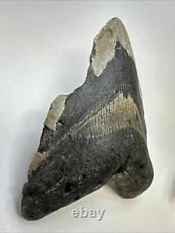 Megalodon Shark Tooth 6.29 Monster Authentic Fossil Natural 19000