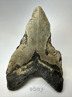 Megalodon Shark Tooth 6.29 Monster Authentic Fossil Natural 19000