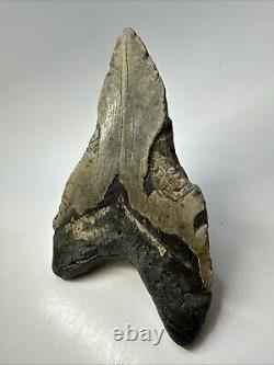 Megalodon Shark Tooth 6.29 Monster Authentic Fossil Natural 19000