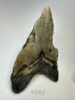 Megalodon Shark Tooth 6.29 Monster Authentic Fossil Natural 19000