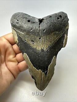 Megalodon Shark Tooth 6.29 Monster Authentic Fossil Natural 19000