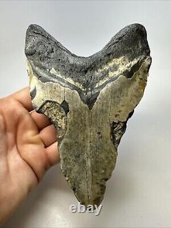 Megalodon Shark Tooth 6.29 Monster Authentic Fossil Natural 19000