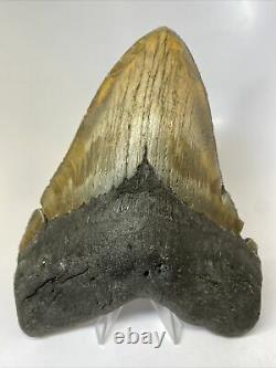 Megalodon Shark Tooth 6.30 Beautiful Natural Fossil No Restoration 7686